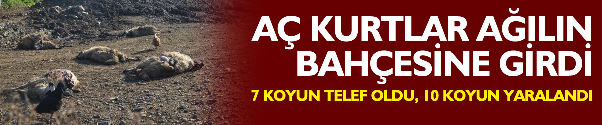 Aç kurtlar ağılın bahçesine girdi: 7 koyun telef oldu, 10 koyun yaralandı