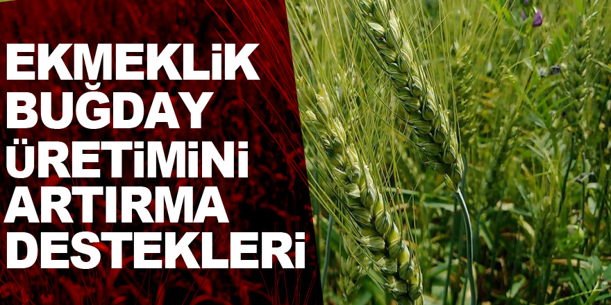 Türkiye’de ekmeklik buğday üretimini artırma destekleri