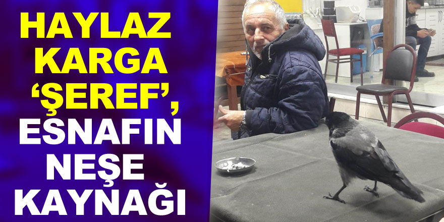 Haylaz karga ‘Şeref’, esnafın neşe kaynağı