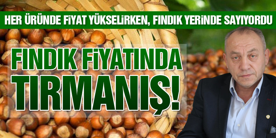 FINDIKTA TIRMANIŞ BAŞLADI