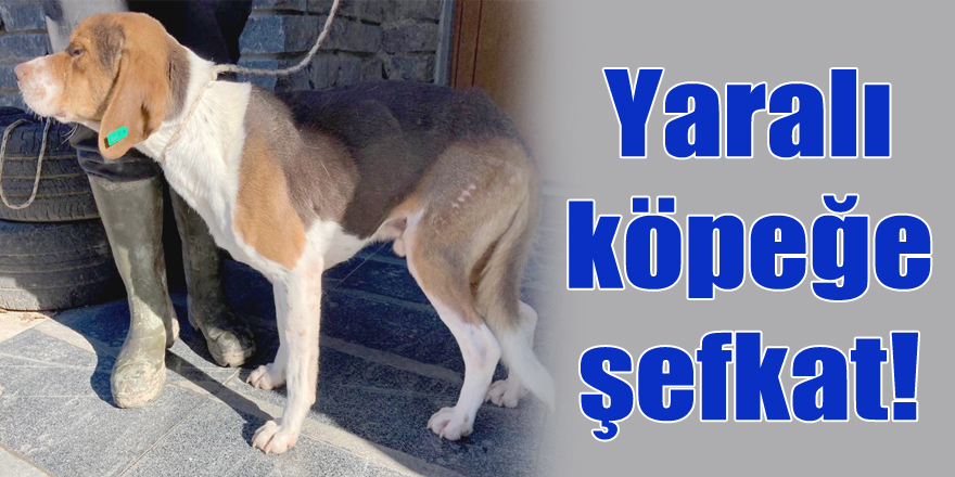 Yaralı köpeğe şefkat!