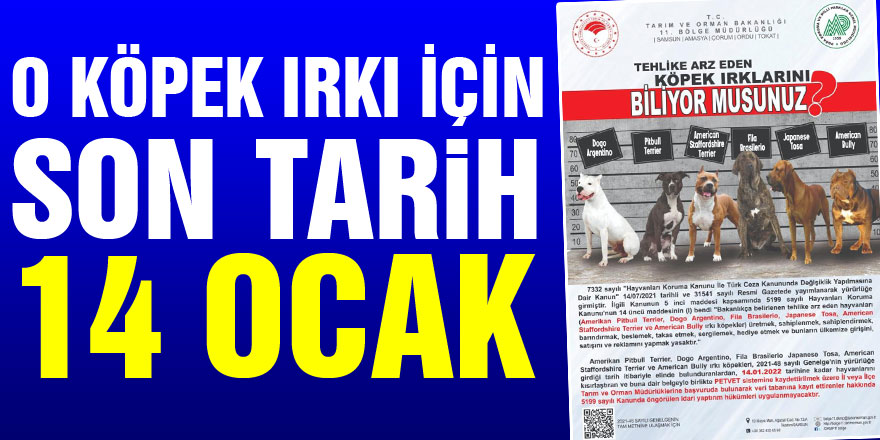 Tehlike arz eden köpek ırklarında kayıtlar için son tarih 14 Ocak