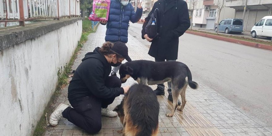 Öğrenciler sokak hayvanlarını besledi