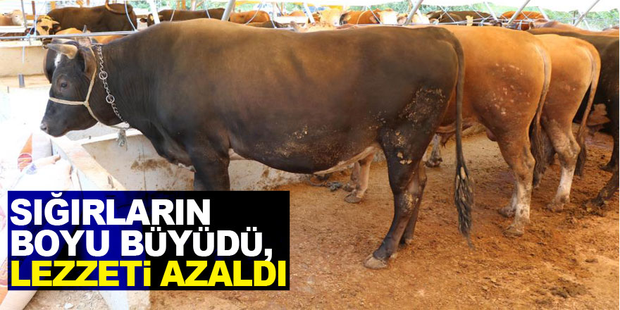 Sığırların boyu büyüdü, lezzeti azaldı