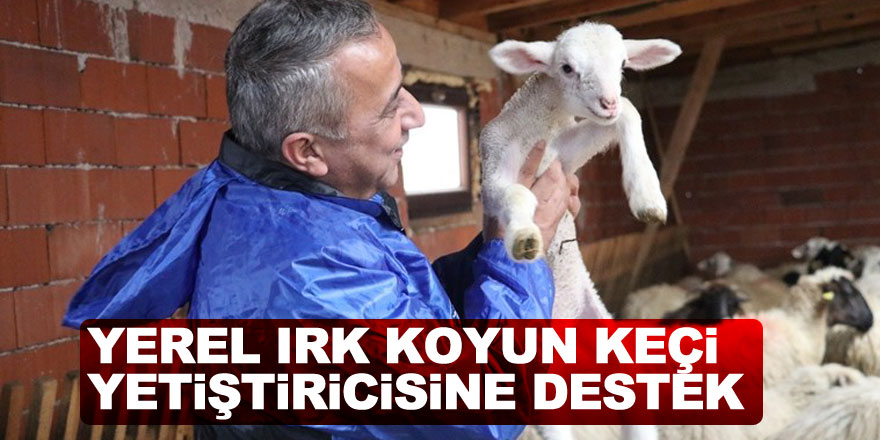 Samsun’da yerel ırk koyun keçi yetiştiricisine destek