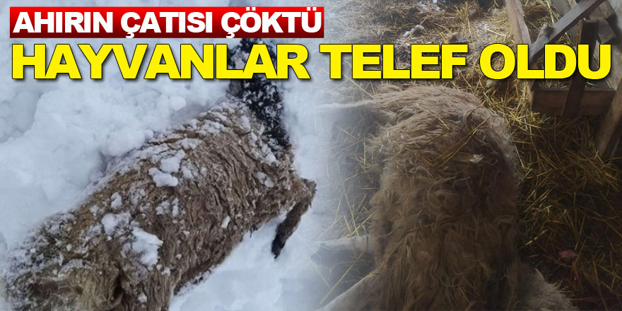 Kardan çatısı çöken ahırlardaki 20'in üzerinde koyun ve 9 kuzu telef oldu