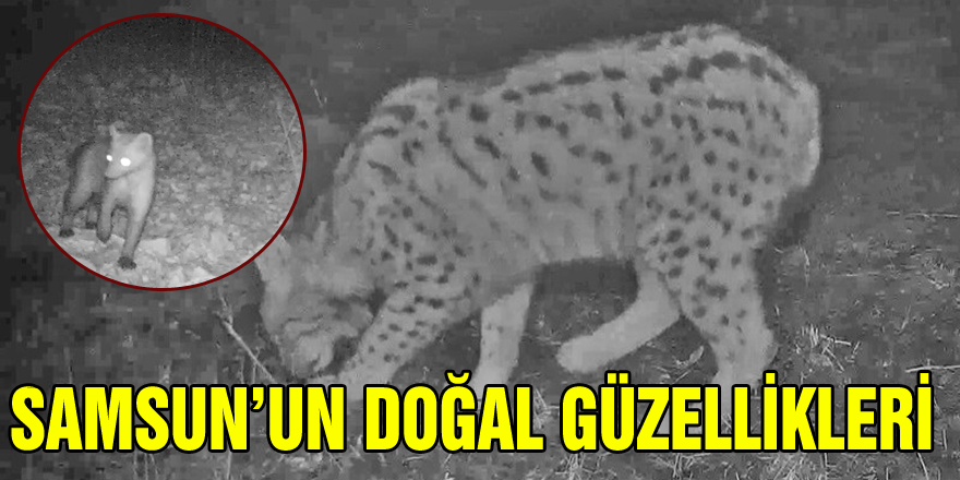 Samsun'da nesli tükenme tehlikesinde olan vaşak ve yaban kedisi fotokapanla görüntülendi