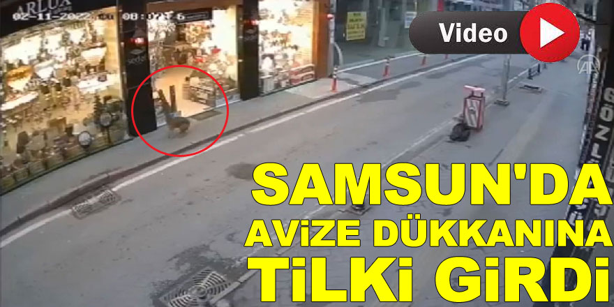 Samsun'da avize dükkanına giren tilki kameraya yansıdı