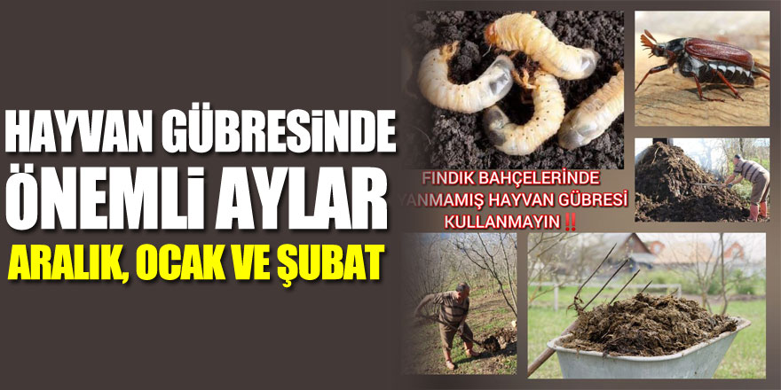 HAYVAN GÜBRESİNDE ÖNEMLİ AYLAR ARALIK, OCAK VE ŞUBAT