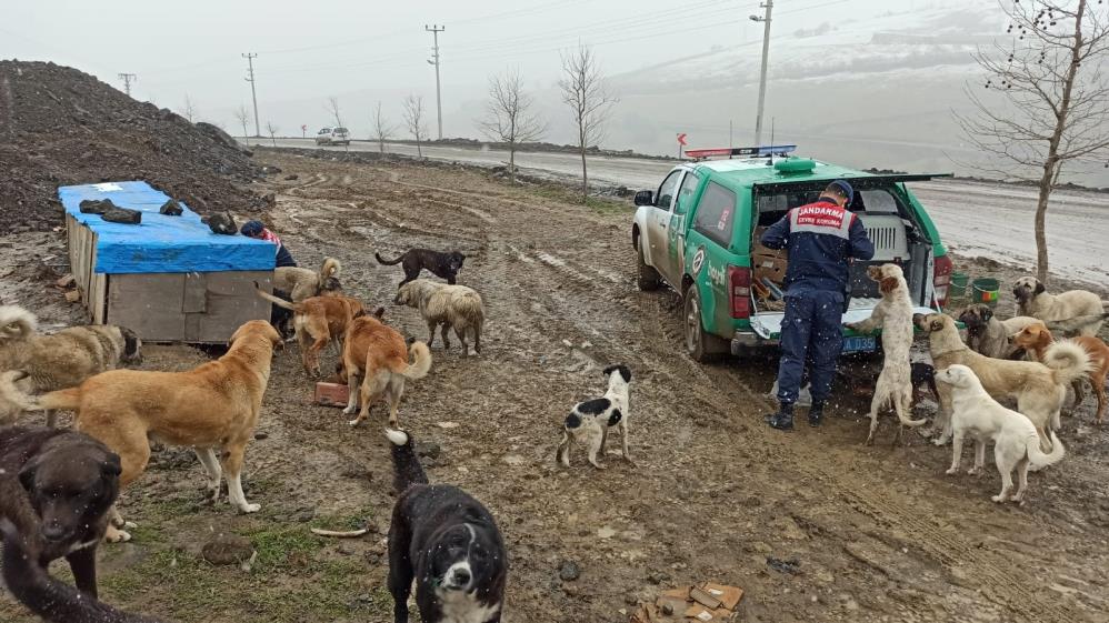 Jandarmadan sokak hayvanlarına şefkat eli