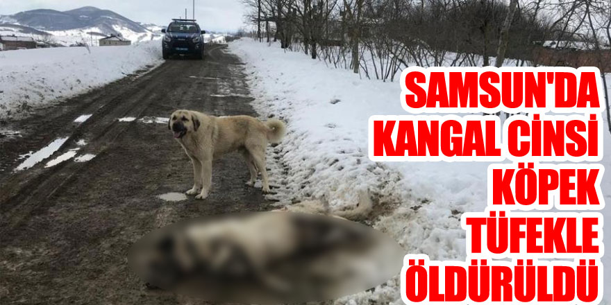 Samsun'da kangal cinsi köpek tüfekle öldürüldü