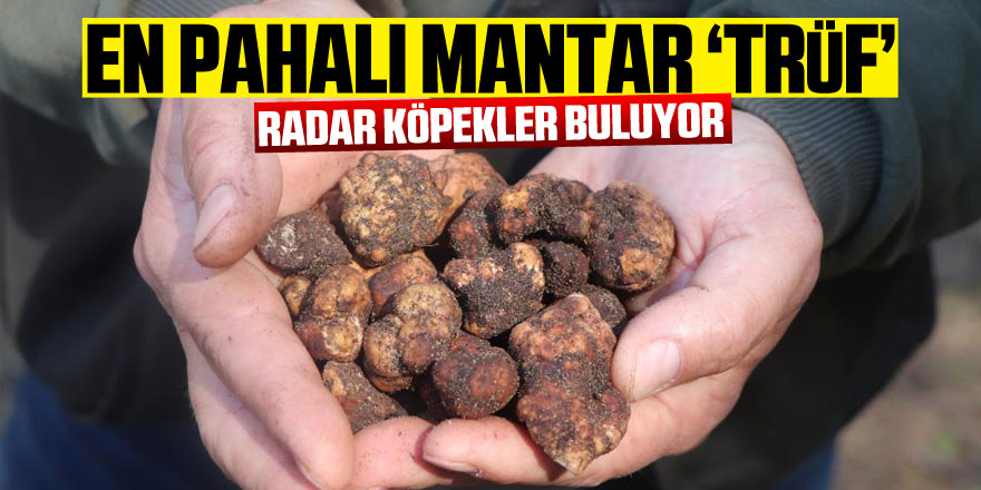 Dünyanın en pahalı mantarı ‘trüf’ü radar köpekler buluyor