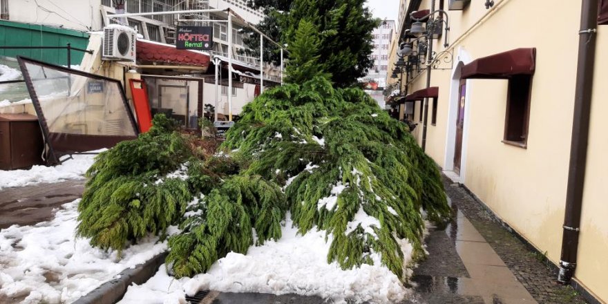 Samsun'da kar nedeniyle ağaç yıkıldı