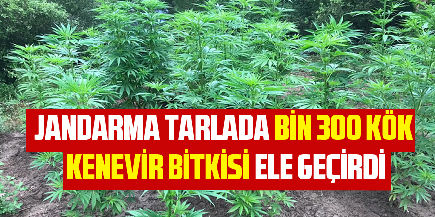 Jandarma tarlada bin 300 kök kenevir bitkisi ele geçirdi