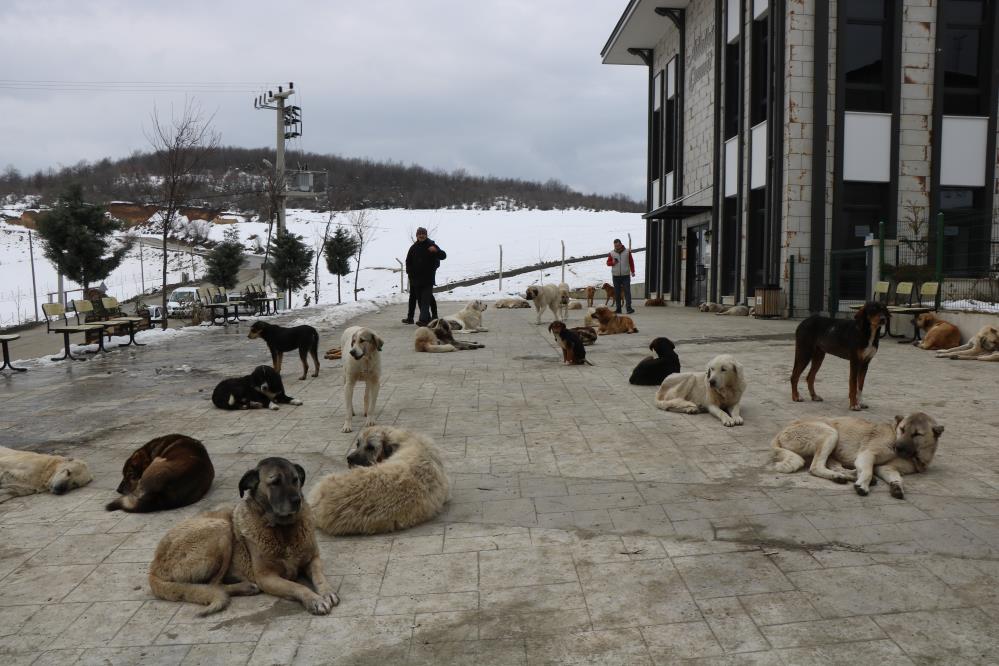 Çevre il ve ilçelerden bırakılan köpekler bir ilçenin en büyük sorunu oldu