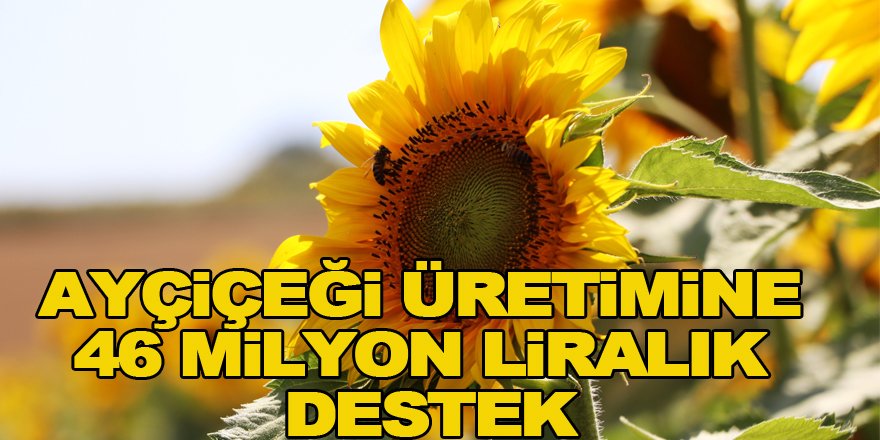 Ayçiçeği üretimine 46 milyon liralık destek