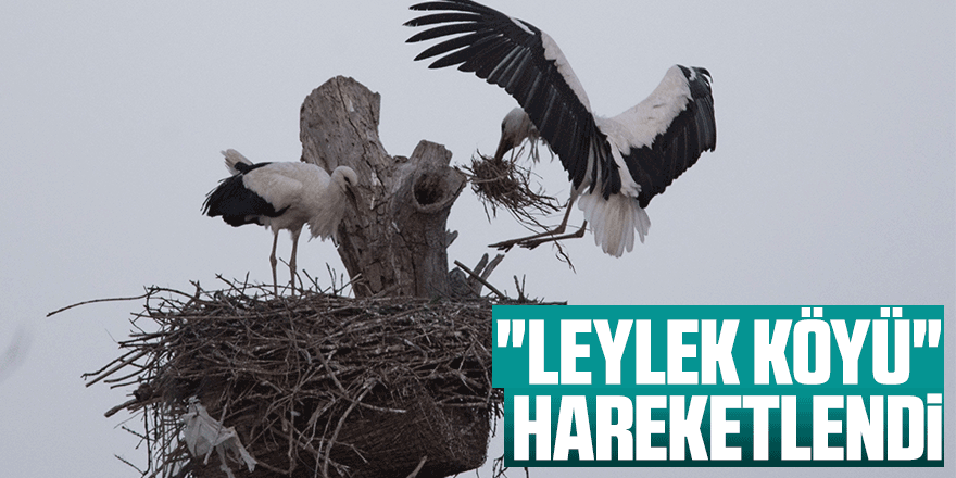 "Leylek Köyü" hareketlendi