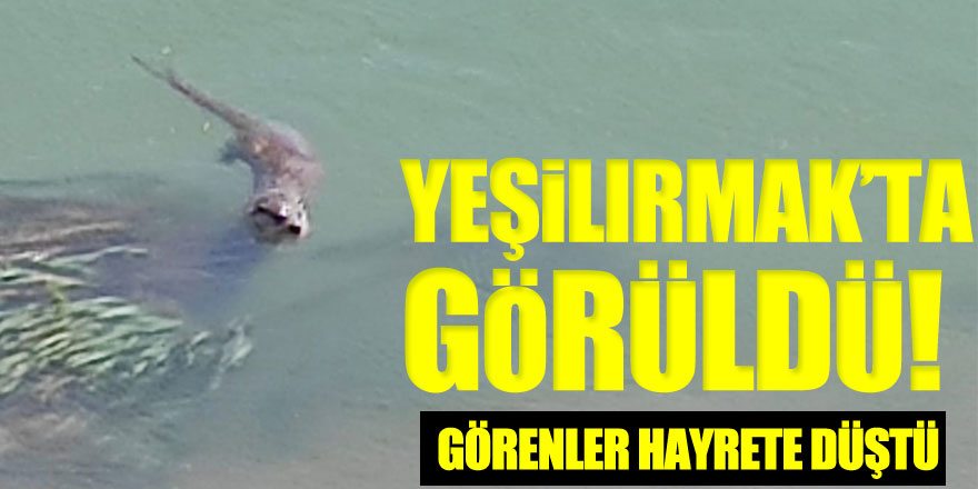 Yeşilırmak’ta görüldü! Görenler hayrete düştü