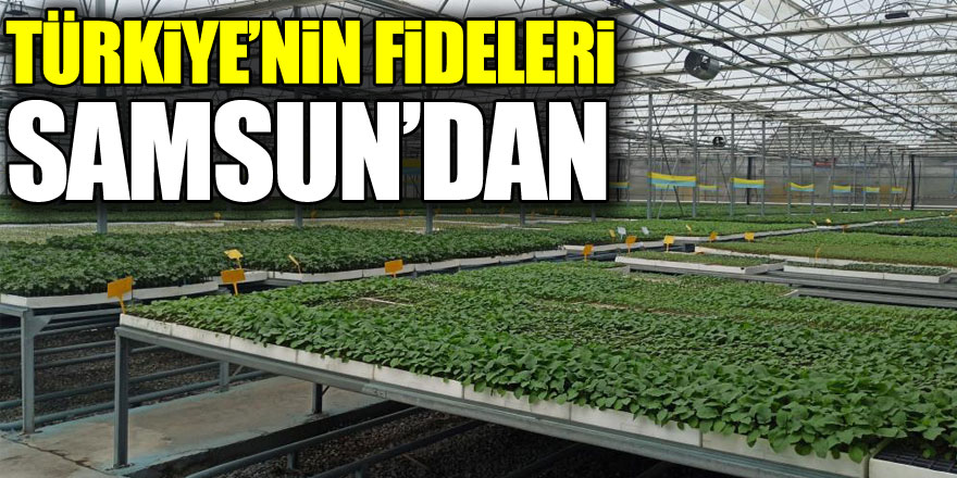 Türkiye’nin fideleri Samsun’dan