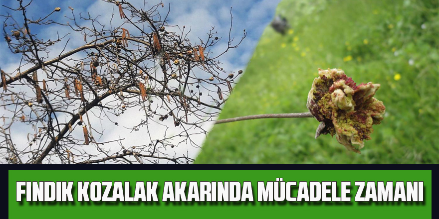 Fındık kozalak akarında mücadele zamanı