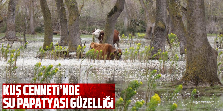 Kuş Cenneti’nde su papatyası güzelliği