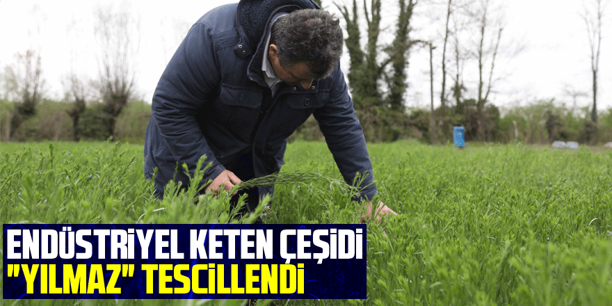 Endüstriyel keten çeşidi "Yılmaz" tescillendi