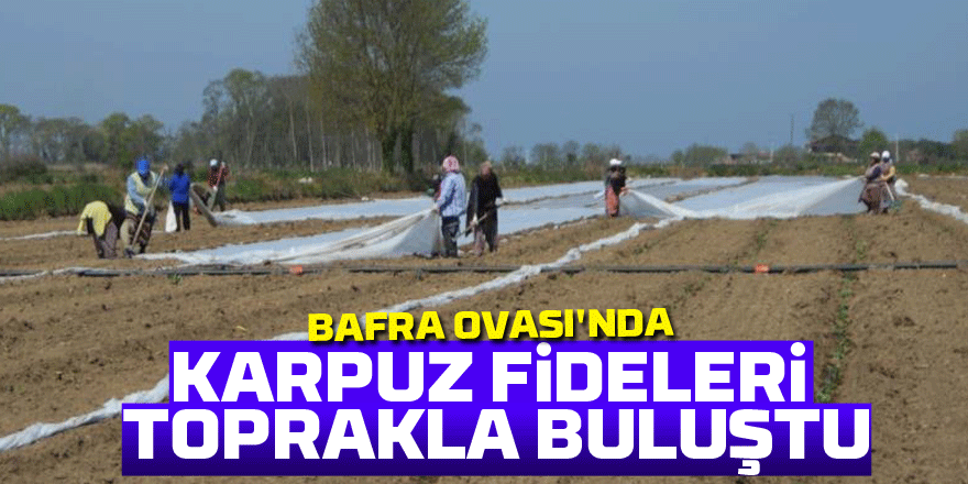 Bafra Ovası'nda karpuz fideleri toprakla buluştu