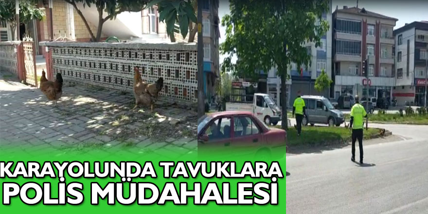 Karayolunda Tavuklara Polis Müdahalesi