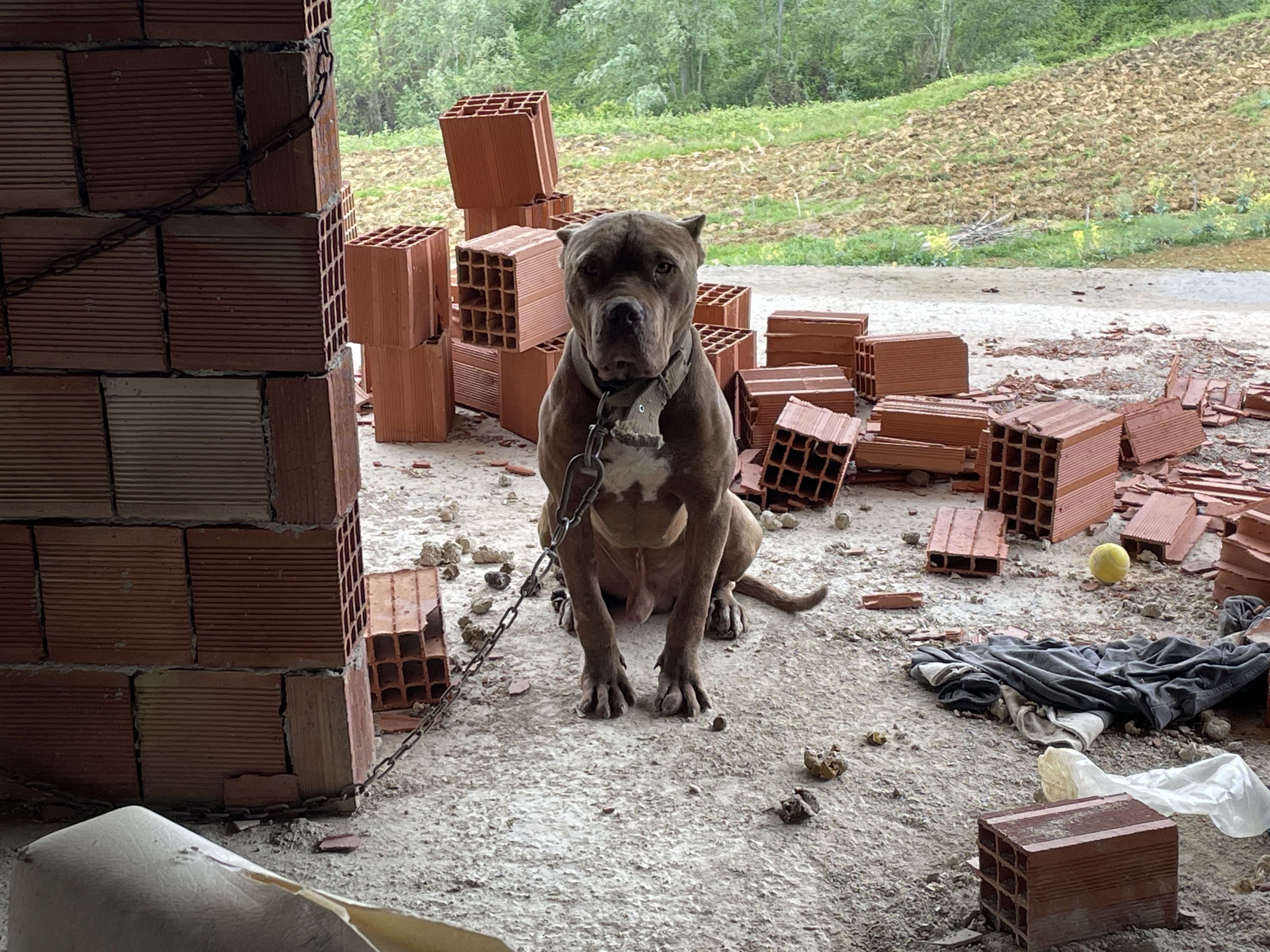 HAYDİ ekipleri, inşaatta zincirle bağlanan yasaklı ırk köpeği barınağa teslim etti