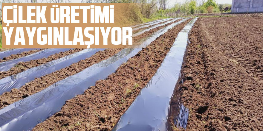 Samsun'da çilek üretimi yaygınlaşıyor