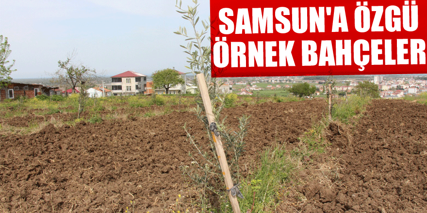 Samsun'a özgü örnek bahçeler