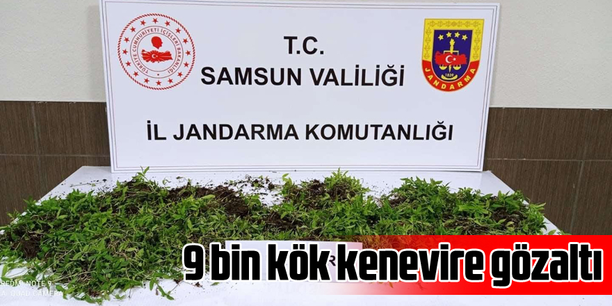 9 bin kök kenevire gözaltı