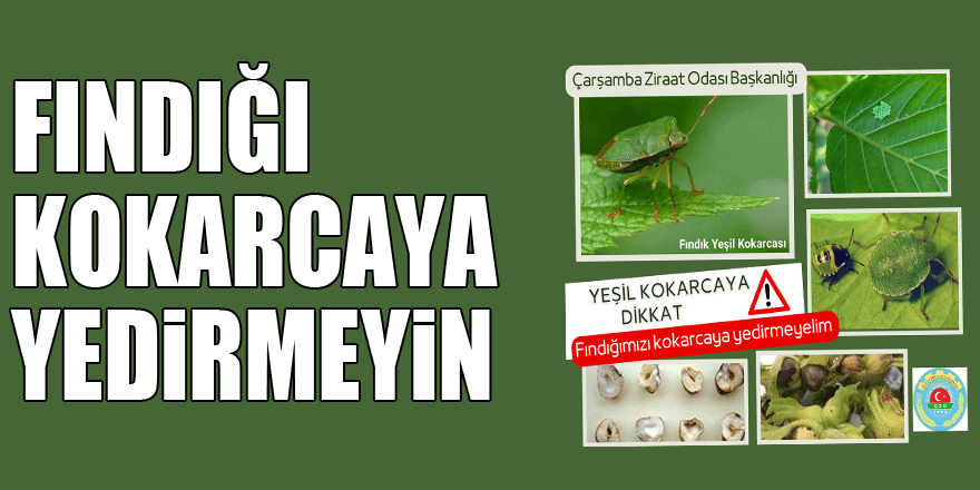 FINDIĞI KOKARCAYA YEDİRMEYİN