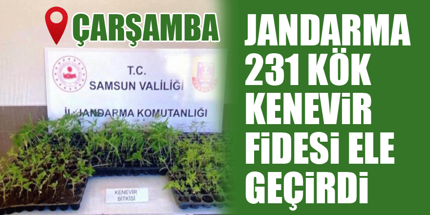 Jandarma 231 kök kenevir fidesi ele geçirdi