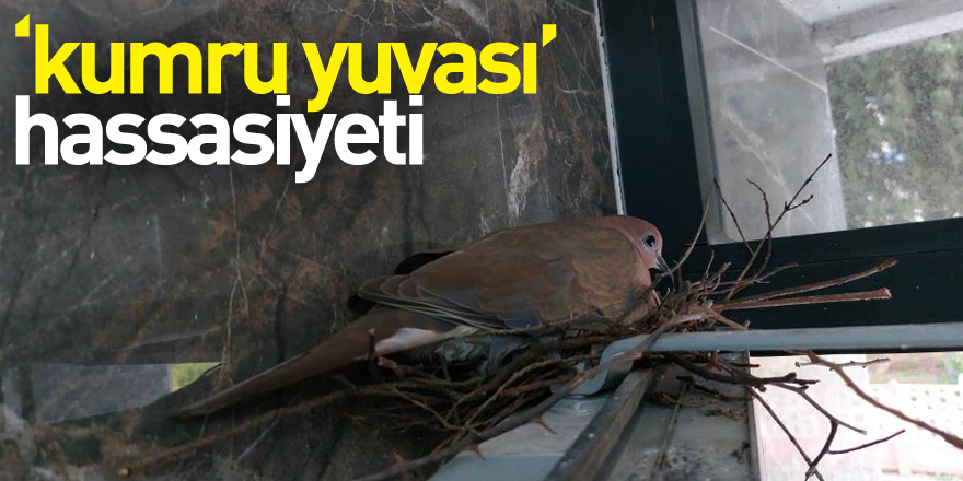 Öğrencilerin ‘kumru yuvası’ hassasiyeti