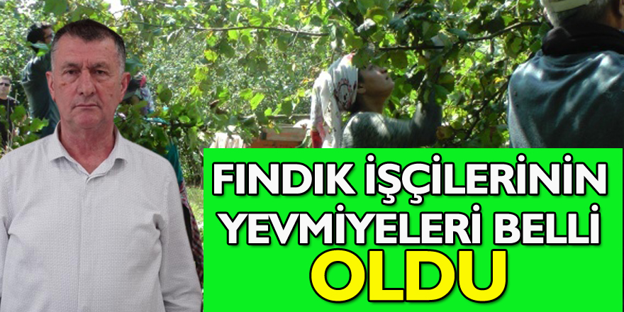 Fındık İşçilerinin Yevmiyeleri Belli Oldu