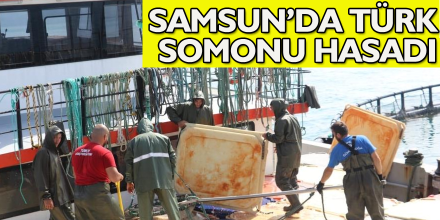 Samsun’da Türk somonu hasadı