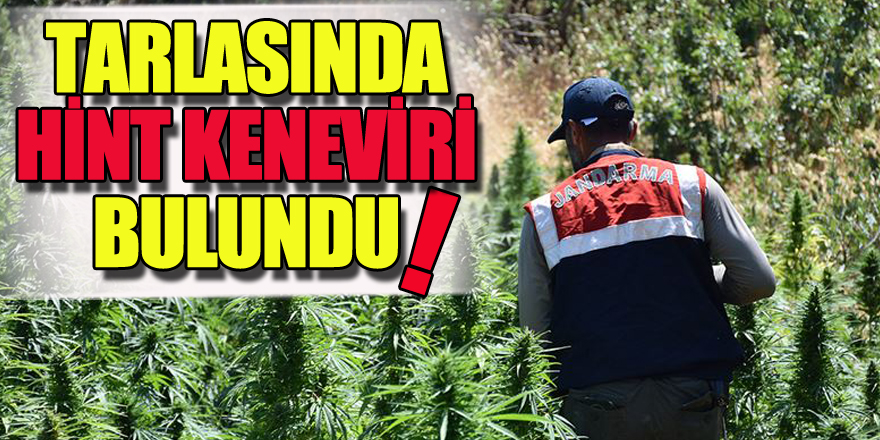 Tarlasında ekili halde Hint keneviri bulunan şüpheli tutuklandı