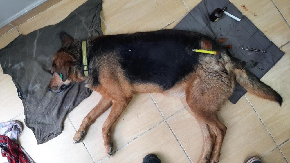 Sultan isimli köpeği plastik uyuşturucu ile vurdular