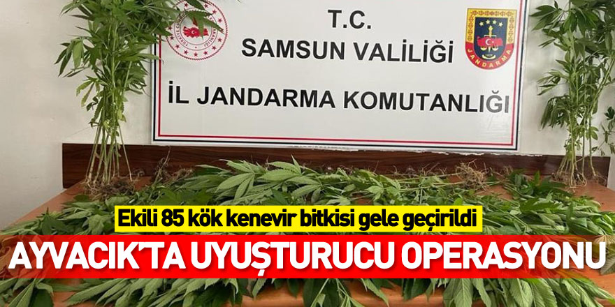 Samsun'da arazide ekili 85 kök kenevir bitkisi gele geçirildi: 1 kişi tutuklandı