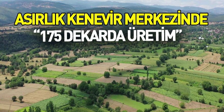 Asırlık kenevir merkezinde 175 dekarda üretim