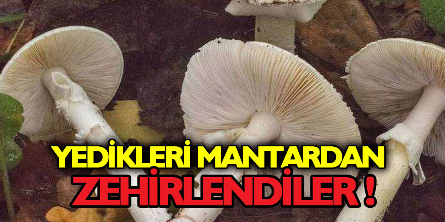 Samsun'da 3 kişi yedikleri mantardan zehirlendi