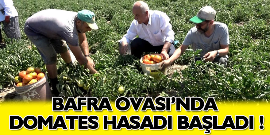 Bafra Ovası'nda domates hasadı başladı