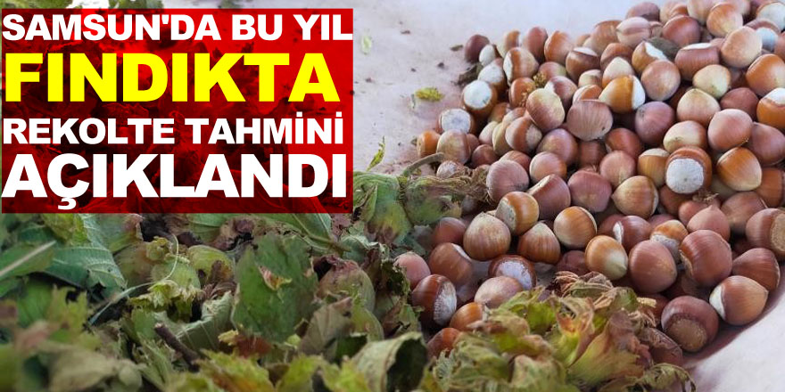 Samsun'da bu yıl fındıkta rekolte tahmini 112 bin 500 ton