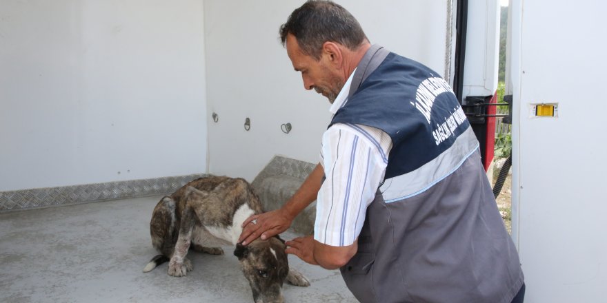 Aracın çarptığı köpeğin yardımına İlkadım sağlık ekipleri koştu