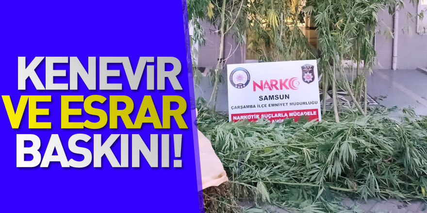 Kenevir ve esrar baskını!