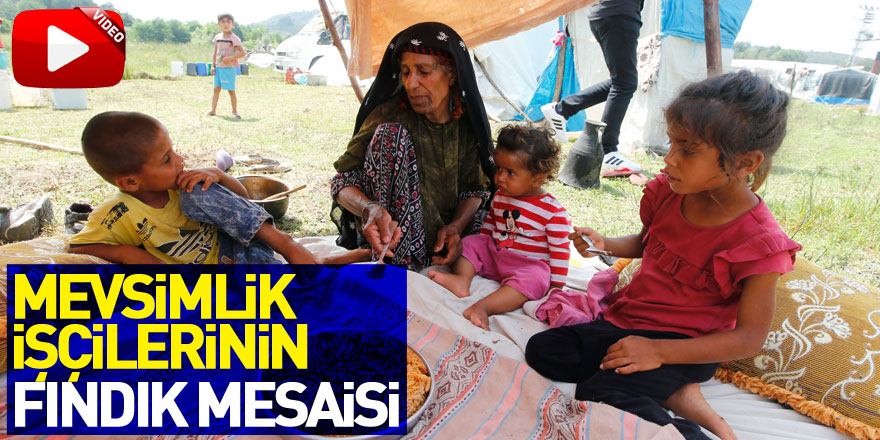 Mevsimlik işçilerinin fındık mesaisi