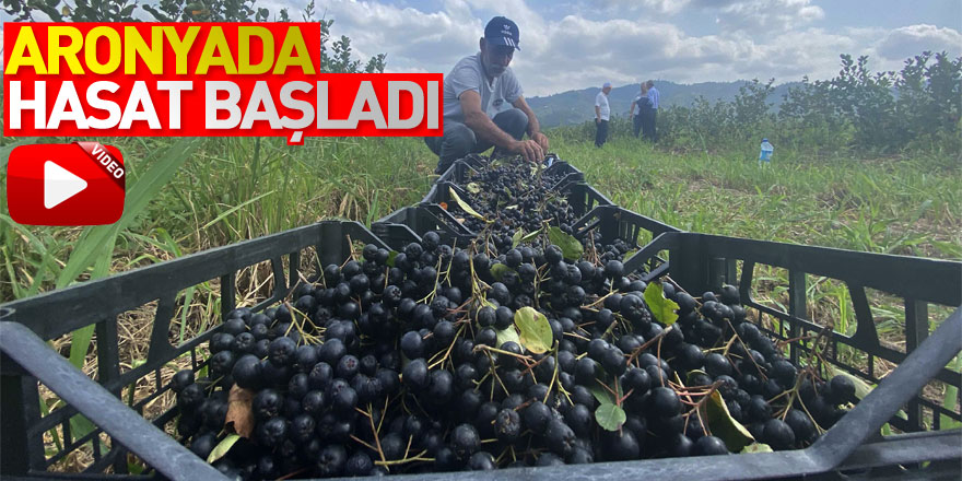 Aronyada hasat başladı