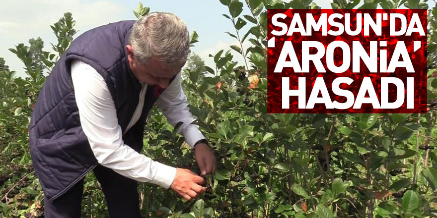 Samsun'da ‘aronia’ hasadı