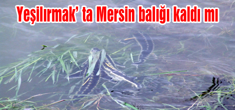 Yeşilırmak’ ta Mersin balığı kaldı mı?